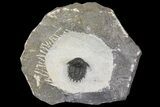 Bargain, Acanthopyge (Lobopyge) Trilobite - Issoumour, Morocco #154682-1